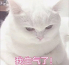 萌宠 猫星人 我生气了 难受 呆萌 可爱