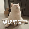 猫咪 卖萌 给您劈叉了