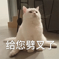 猫咪 卖萌 给您劈叉了