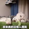 萌宠 喵星人 原来真的没人理我 寂寞 呆萌 难受