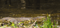 下水 动物 尼罗河-终极之河 纪录片 蜥蜴