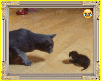 大灰猫 猫宝宝 摸摸头 碰瓷