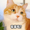 萌宠 喵星人 有事吗 干嘛 呆萌 可爱