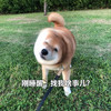 萌宠 汪星人 我刚睡醒 你找我啥事 憨憨 可爱