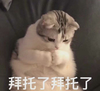 萌宠 猫星人 拜托了 求求了 呆萌 可爱