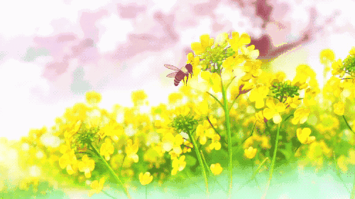 蜜蜂 采蜜 春天 安静