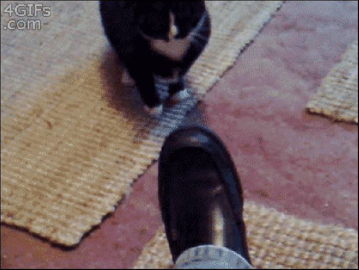 猫咪 擦鞋 逗比 搞笑