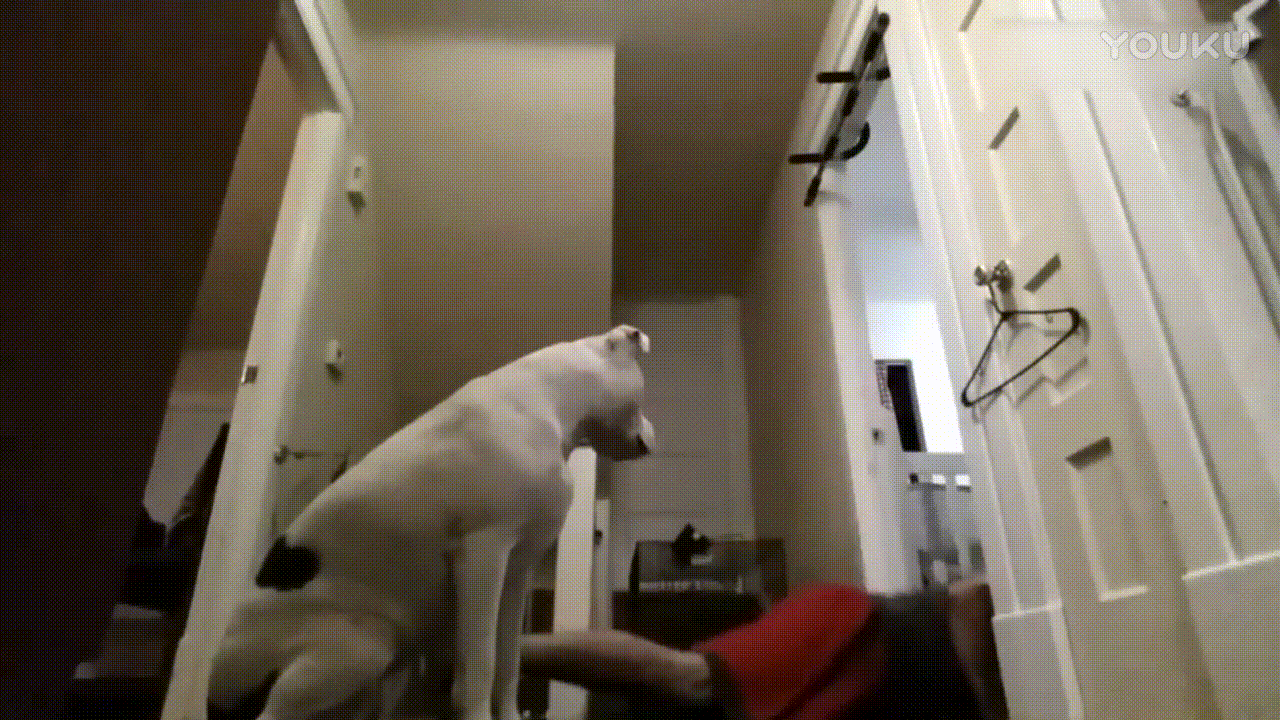 宠物狗 锻炼身体 摔倒 红短裤