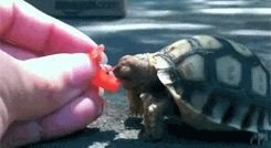 乌龟 喂食 慢镜头 特效