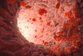 血管 细胞 流动 红色