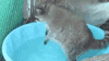 浣熊 raccoon 魔性 跳舞