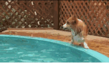 狗狗 泳池 掉水里 跑过来