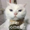 萌宠 喵星人 动手吧 我的心已经死了 可爱 憨憨