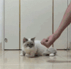 猫咪 可爱  站立   诱惑  吃东西