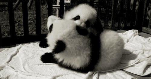 熊猫 打架 玩耍 动物