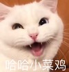 萌宠 猫星人 哈哈 小菜鸡 嫌弃 呆萌 可爱