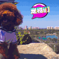 萌宠 狗子 二哈 汪星人