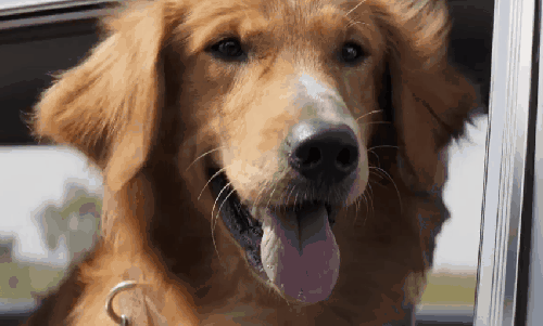 一条狗的使命 动物 可爱 吐舌头 汽车 狗 电影 窗外 预告片