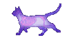 小猫 行走 肥肥