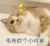 萌宠 喵星人 电死你个小可爱 撩 呆萌 可爱