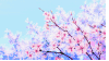 樱花 飞絮 唯美 美景