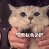 萌宠 猫星人 你看我合适吗 期待 呆萌 可爱