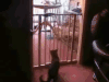 猫猫 跳跃 欢乐 乖巧