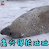 萌宠 海豹 高兴得拍肚肚 开心 soogif soogif出品
