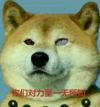 乖狗狗 魔性眼 直视 你们对力量一无所知
