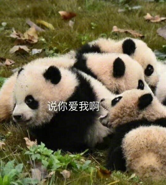 熊猫 说你爱我啊 胖乎乎 斗图 可爱 萌萌哒