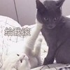 萌宠 喵星人 给我滚 走开 呆萌 搞怪