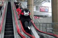 大熊猫 黑色 电梯 可爱