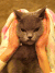 感觉 宠物 主人 没有 搞笑 萌 gif