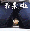 打招呼   我来啦  猫