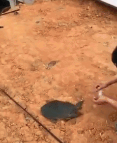 乌龟 动物 敏捷