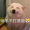 萌宠 汪星人 看我笑 伸手不打笑脸人 搞怪 可爱