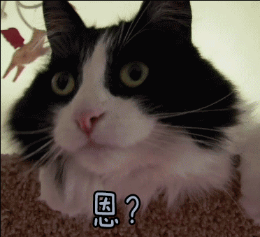 猫 恩？ 蒙圈