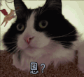 猫 恩？ 蒙圈