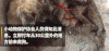 狗 汪星人 卖狗 狗肉 狗贩 动物保护协会