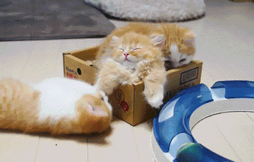 萌宠  猫咪  盒子  可爱