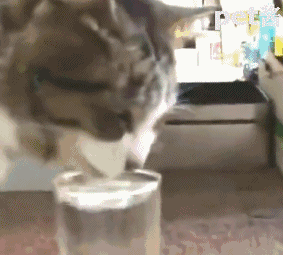猫咪 喝水 哎呀 在喝点
