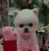 狗 白色 可爱