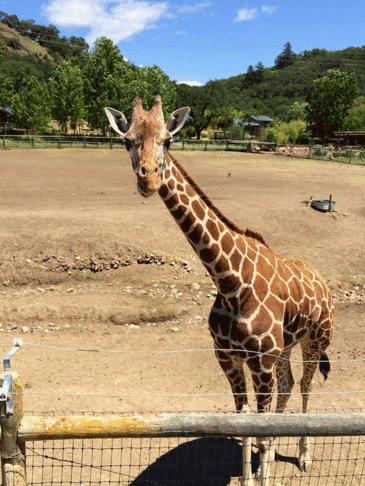 长颈鹿 giraffe 鞠躬 低头 道歉
