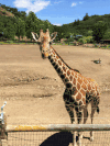 长颈鹿 giraffe 鞠躬 低头 道歉