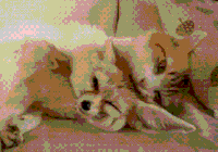 狐狸 动画 芝士汉堡 好喜欢