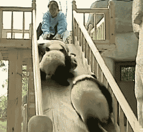 动物 萌宠 大熊猫