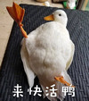 萌宠 小鸭子 来快活 来呀 搞怪 逗