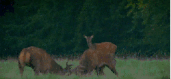 动物 打架 神话的森林 纪录片 麋鹿