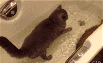 猫咪 鲤鱼 浴缸 流水