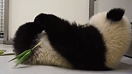 大熊猫 吃竹子 国宝 可爱 萌
